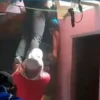 Viral, Atlet Gantole Mendarat di Atap Rumah Warga