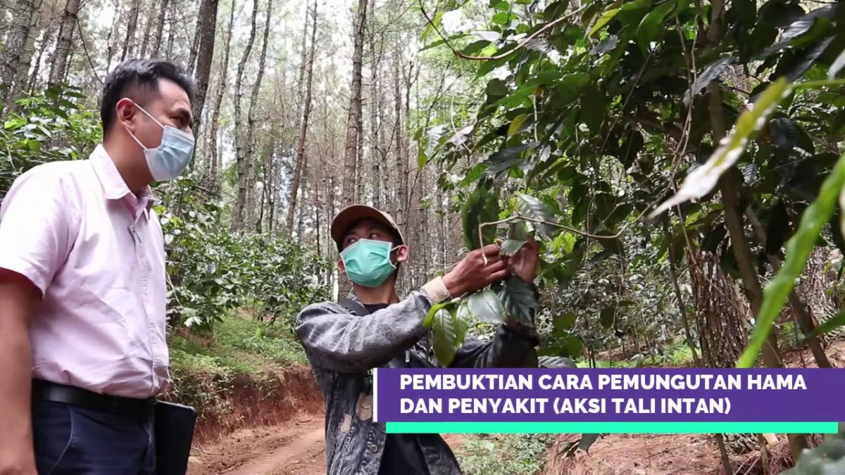 Aksi Tali Intan,  Inovasi Ridwan Kamil Jaga Produktivitas Lahan Tanpa Pestisida