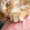 Jangan Panik! Berikut Pertolongan dan Cara Menyembuhkan Kulit dari Cakaran Kucing.