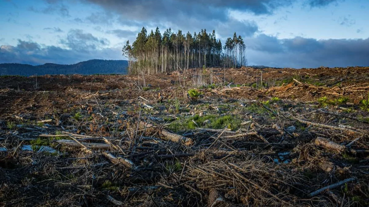 Kerusakan Lingkungan Cukup Serius: Cara Menangani Kerusakan Lingkungan yang Disebabkan oleh Manusia