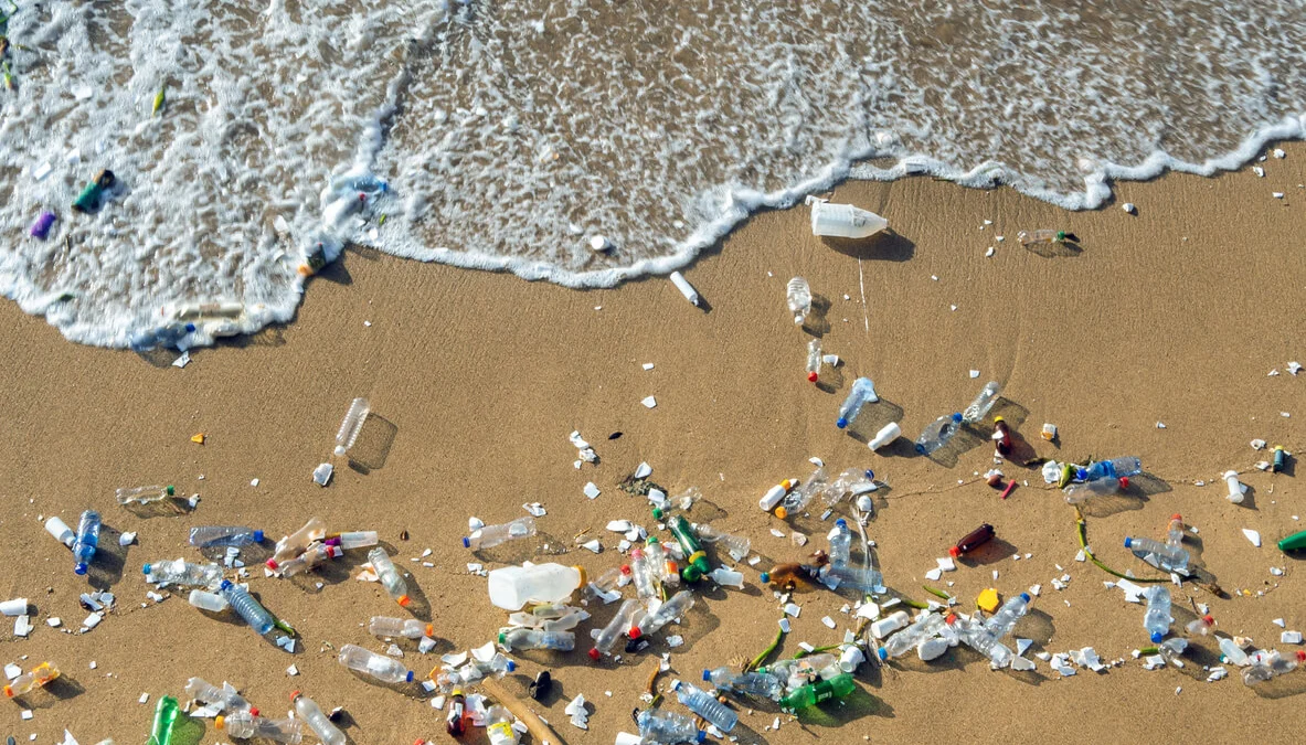 Bahaya Cemari Luat Dengan Sampah Berdampak Pada Kehidupan Mamalia Laut Akan Punah
