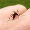 Apakah Sabun Mampu Mengusir atau Malah Mengundang Nyamuk? Intip Faktanya!