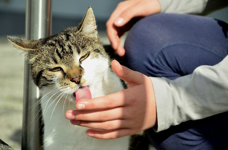 Mengapa Kucing Peliharaan Sering Menjilati Pemiliknya? Simak Alasan-Alasan Menarik di Balik Perilaku Ini!