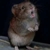 Musuh Alamiah Tikus di Rumah: Cara Sederhana untuk Mengusir Tikus dengan Bahan-bahan Ini!