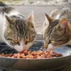 Menu Spesial untuk Kucing Kampung: Jangan Sembarangan Kasih Makan, Berikut Pilihan Makanan Terbaik yang Akan Membuat Kucing Sehat!