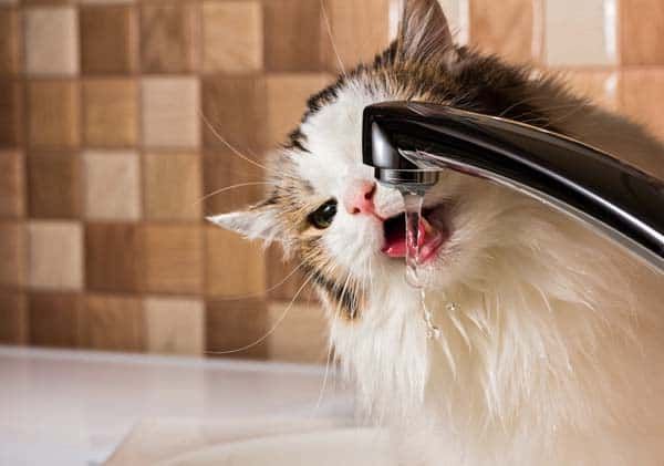 Anabul Suka Minum Air Keran Padahal Air Minumnya Tersedia, Pawrents Jangan Langsung Marah! Ternyata Begini Alasan Kucing