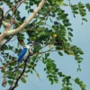 Indahnya Karawang Selatan Ketika 2 Tahun Tambang Dihentikan, Spesies Burung- burung Cantik Nambah