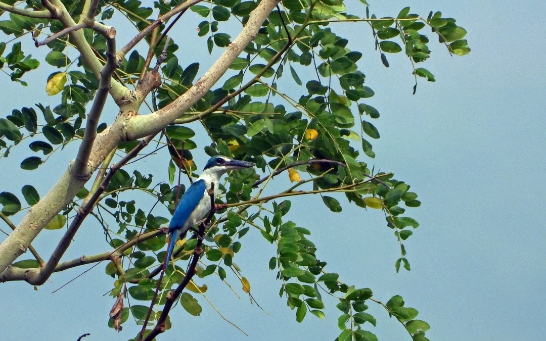 Indahnya Karawang Selatan Ketika 2 Tahun Tambang Dihentikan, Spesies Burung- burung Cantik Nambah