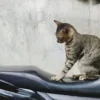 Trik Sederhana Menjaga Jok Motor Tetap Aman Tanpa Cakaran Kucing, Hanya dengan 1 Bahan Sederhana!