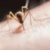 Berikut adalah beberapa tips efektif untuk mengatasi dan mengatasi nyamuk di musim hujan selama musim hujan: