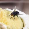 7 Cara Menghilangkan Lalat Yang Berterbangan di Kamar Mandi
