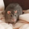Sering Mengganggu Ini Cara Mengusir Tikus di Rumah