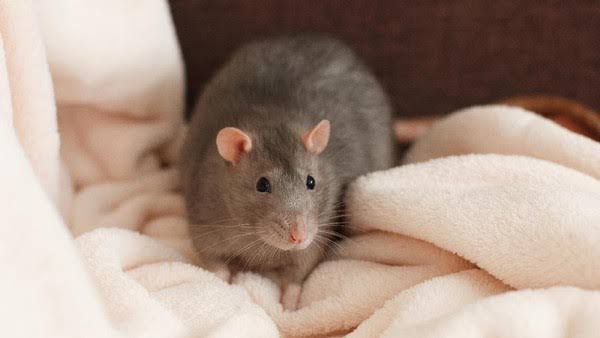 Sering Mengganggu Ini Cara Mengusir Tikus di Rumah