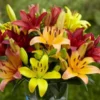 7 Jenis Bunga Lily Yang Punya Makna Berbeda Dari Setiap Warnanya