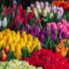 9 Arti Bunga Tulip Berdasarkan Warna, Melambangkan Rasa Cinta Hingga Kekuatan