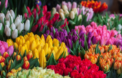 9 Arti Bunga Tulip Berdasarkan Warna, Melambangkan Rasa Cinta Hingga Kekuatan