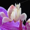 110 Fakta Unik Belalang Anggrek, Serangga Cantik Pengendali Hama