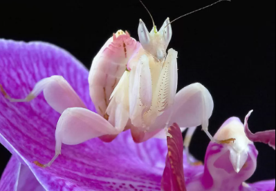 110 Fakta Unik Belalang Anggrek, Serangga Cantik Pengendali Hama