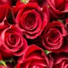 12 Makna Bunga Mawar Berdasarkan Warnanya