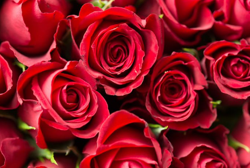 12 Makna Bunga Mawar Berdasarkan Warnanya