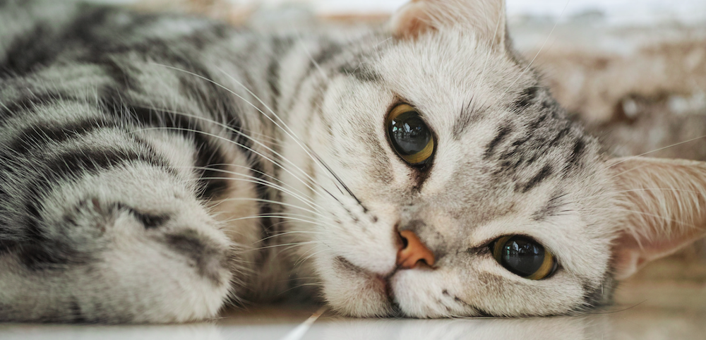  7 Ciri Khas Kucing American Shorthair, Cantik dan Mudah Untuk Merawatnya