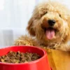 9 Makanan Anjing yang Dikenal Bernutrisi, Tetapi Banyak Orang yang Keliru!