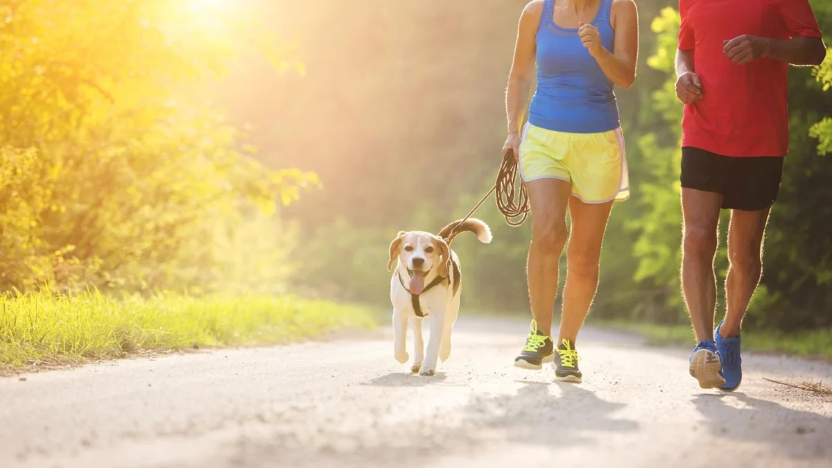 7 Alasan Penting Latihan Fisik Pada Anjing Untuk Meningkatkan Kesehatan, Tapi Ada Potensi Bahaya yang Perlu Diperhatikan: Adopter Anjing Wajib Simak!