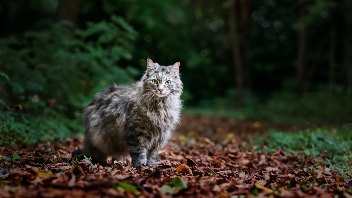 5 Tips Super Keren Untuk Mendapatkan Hasil Foto Kucing yang Benar-Benar Menggemaskan, Bikin Kamu Terpesona!