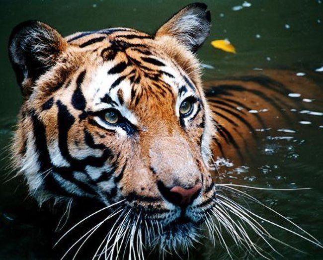 Menelusuri Keberadaan Harimau Malaya: 9 Fakta Unik Harimau Malaya dan Ancaman Terhadap Keanekaragaman Hayati di Malaysia