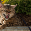 8 Penyebab yang Membuat Kucing Peliharaan Berubah Menjadi Galak dan Agresif, Pawrents Wajib Simak!