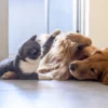 Buat Para Adopter Kucing dan Anjing, Ketahui Dulu 8 Keuntungan dan Tantangannya: Banyak Ruginya Gak sih? Simak Fakta Menarik yang Mungkin Belum Kamu Tahu!