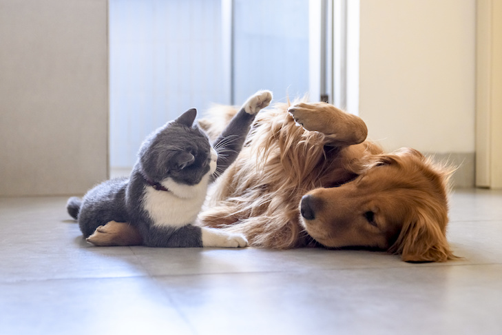 Buat Para Adopter Kucing dan Anjing, Ketahui Dulu 8 Keuntungan dan Tantangannya: Banyak Ruginya Gak sih? Simak Fakta Menarik yang Mungkin Belum Kamu Tahu!