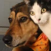Pahami Bahasa Tubuh Hewan: Apakah Kucing dan Anjing Sahabat Sejati atau Malah Musuh Bebuyutan? Temukan 7 Tanda-Tandanya!