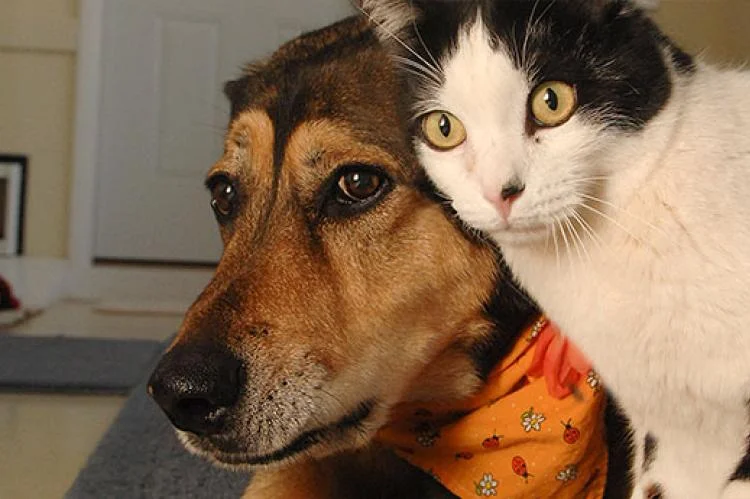 Pahami Bahasa Tubuh Hewan: Apakah Kucing dan Anjing Sahabat Sejati atau Malah Musuh Bebuyutan? Temukan 7 Tanda-Tandanya!