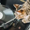 Alasan mengejutkan untuk mempertimbangkan kembali memberikan kucing akses dengan playlist musik.