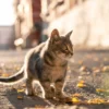 7 Alasan Kucing Sering Kabur dari Rumah, Salah Satu Alasannya Karena Stres, Kok Bisa? Catlovers Wajib Simak!