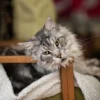 Menyelami Dunia Kucing Maine Coon: 6 Cara Merawat Kucing Maine Coon, Ternyata Perawatannya Hampir Setara Harga Motor Beat