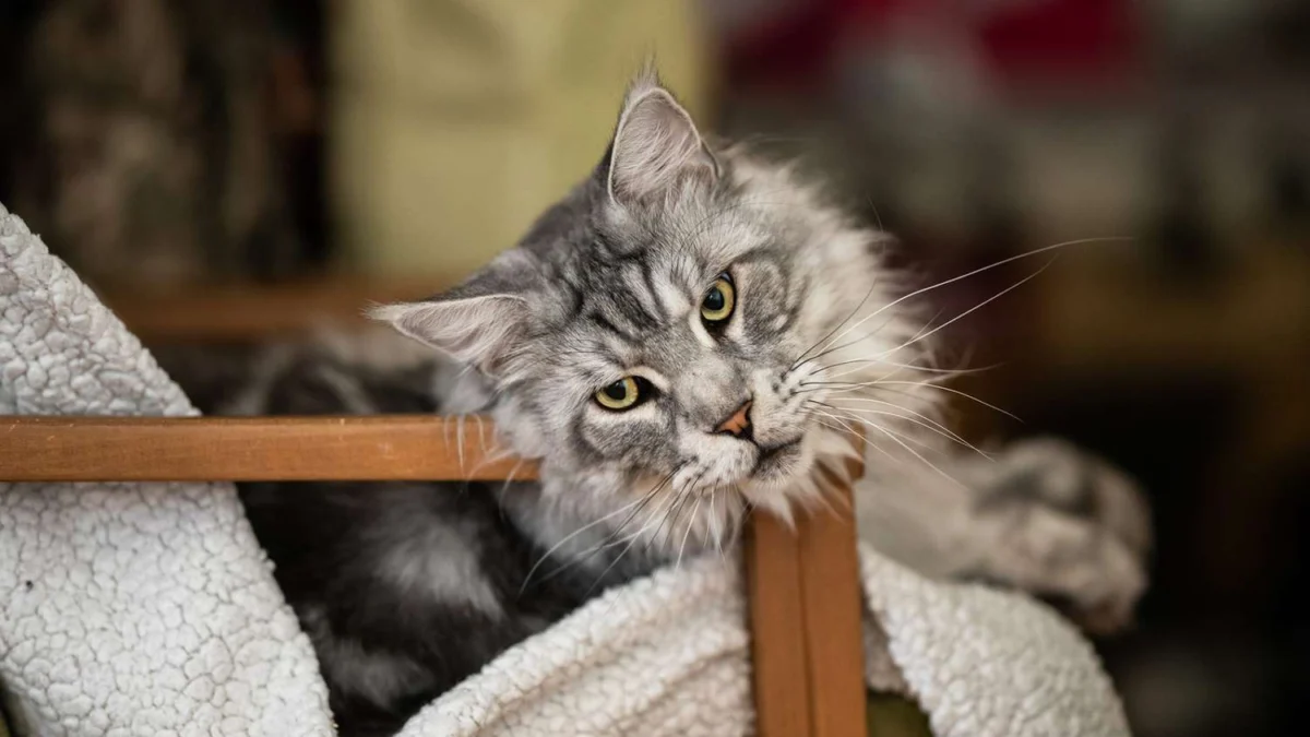 Menyelami Dunia Kucing Maine Coon: 6 Cara Merawat Kucing Maine Coon, Ternyata Perawatannya Hampir Setara Harga Motor Beat
