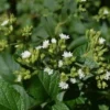 Foto bunga Stevia